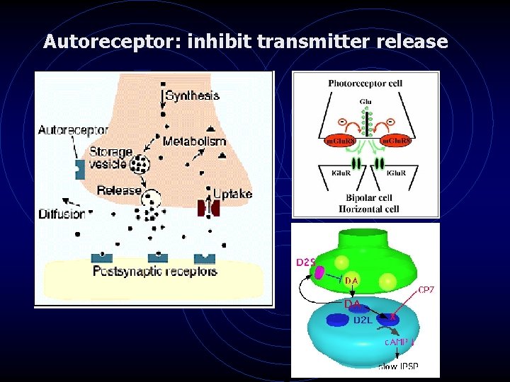Autoreceptor: inhibit transmitter release 