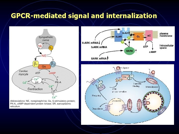 GPCR-mediated signal and internalization 
