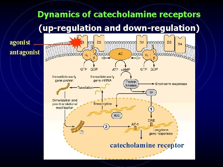 Dynamics of catecholamine receptors (up-regulation and down-regulation) agonist antagonist catecholamine receptor 