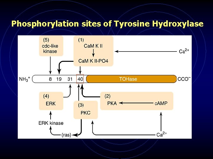 Phosphorylation sites of Tyrosine Hydroxylase 