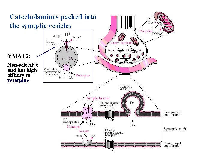 Catecholamines packed into the synaptic vesicles VMAT 2: Non-selective and has high affinity to