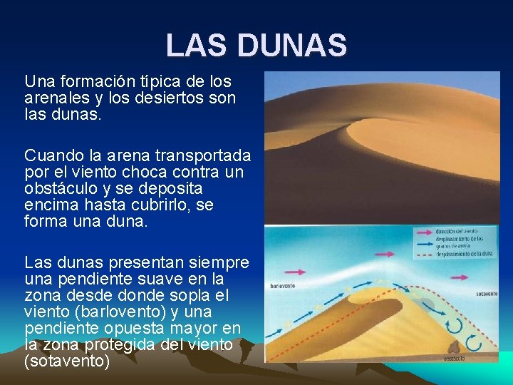 LAS DUNAS Una formación típica de los arenales y los desiertos son las dunas.