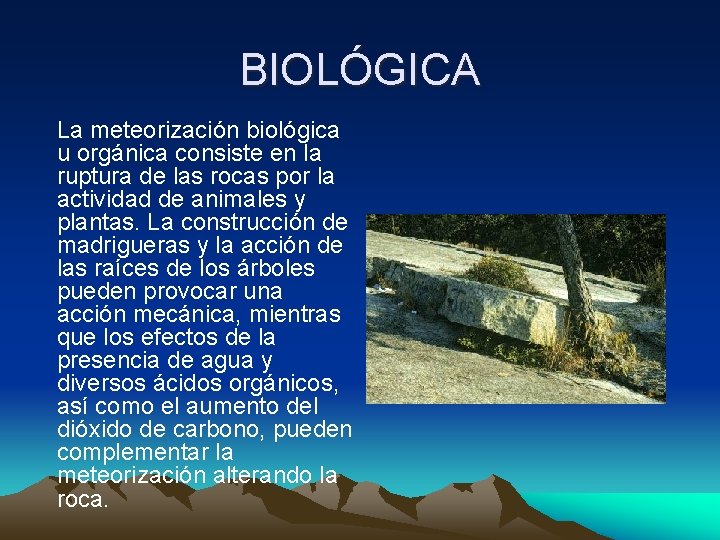 BIOLÓGICA La meteorización biológica u orgánica consiste en la ruptura de las rocas por