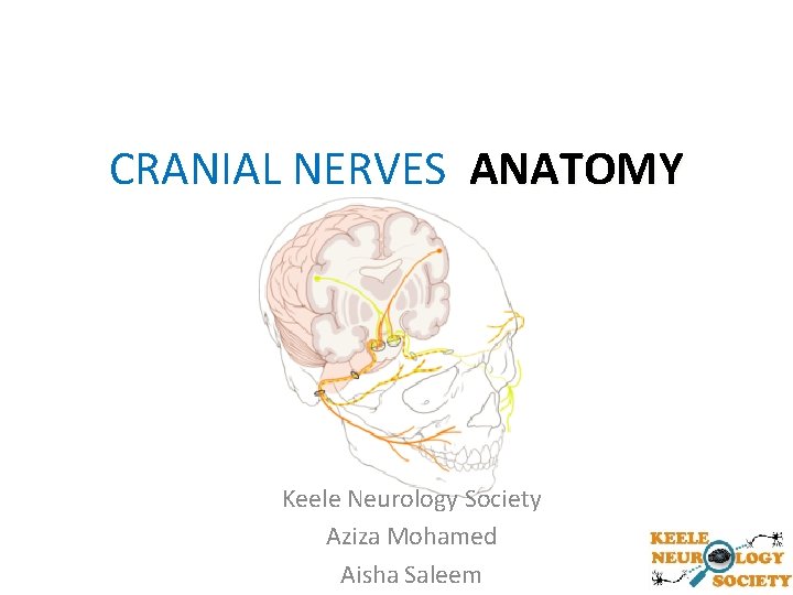 CRANIAL NERVES ANATOMY Keele Neurology Society Aziza Mohamed Aisha Saleem 