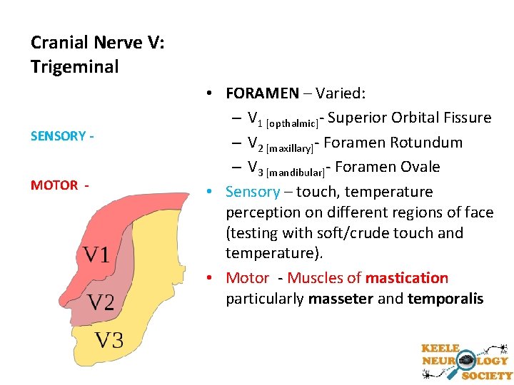 Cranial Nerve V: Trigeminal SENSORY MOTOR - • FORAMEN – Varied: – V 1