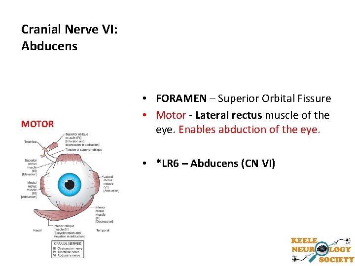 Cranial Nerve VI: Abducens MOTOR • FORAMEN – Superior Orbital Fissure • Motor -