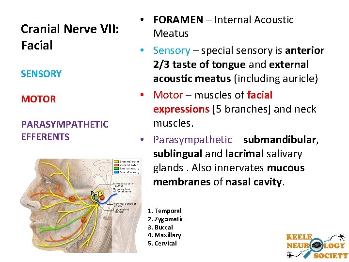 Cranial Nerve VII: Facial SENSORY MOTOR PARASYMPATHETIC EFFERENTS • FORAMEN – Internal Acoustic Meatus
