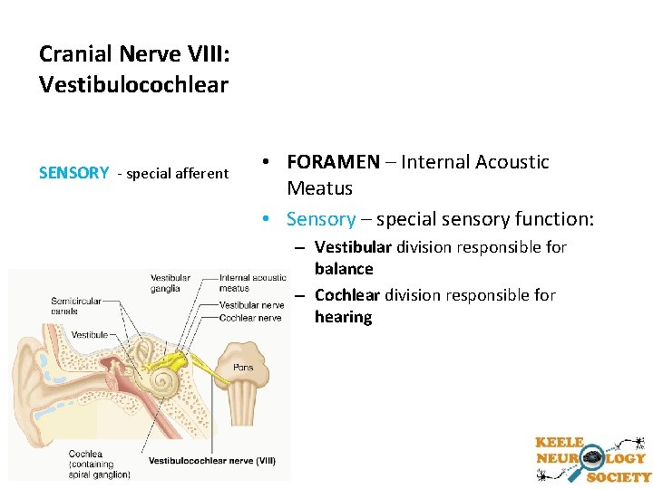 Cranial Nerve VIII: Vestibulocochlear SENSORY - special afferent • FORAMEN – Internal Acoustic Meatus