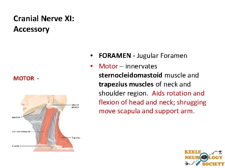 Cranial Nerve XI: Accessory MOTOR - • FORAMEN - Jugular Foramen • Motor –