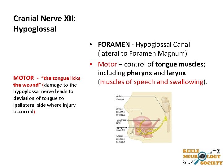 Cranial Nerve XII: Hypoglossal MOTOR - “the tongue licks the wound” (damage to the