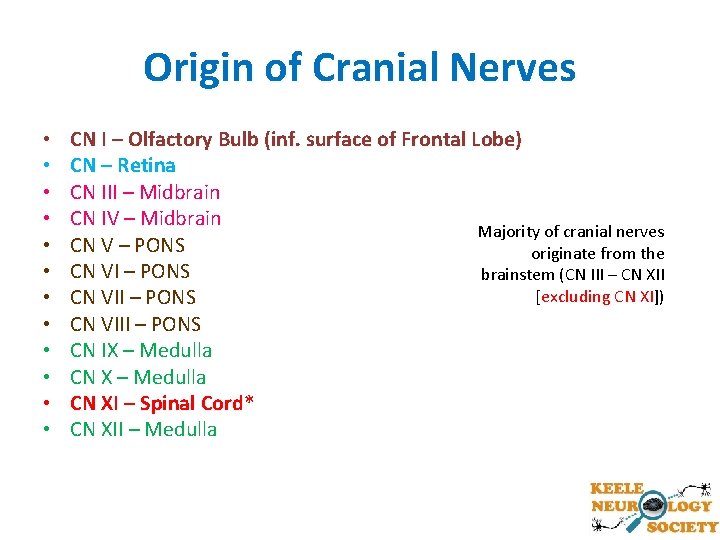 Origin of Cranial Nerves • • • CN I – Olfactory Bulb (inf. surface