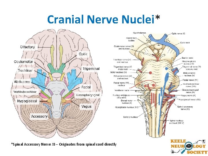Cranial Nerve Nuclei* Nuclei *Spinal Accessory Nerve XI – Originates from spinal cord directly