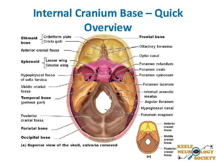 Internal Cranium Base – Quick Overview 