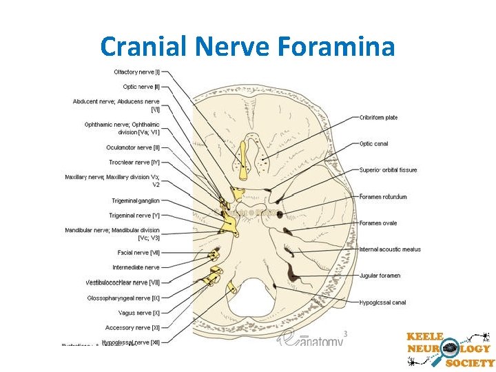 Cranial Nerve Foramina 