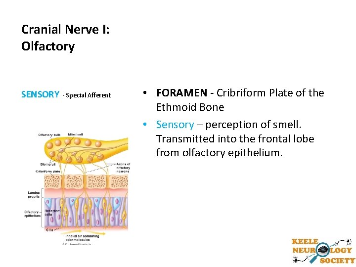 Cranial Nerve I: Olfactory SENSORY - Special Afferent • FORAMEN - Cribriform Plate of