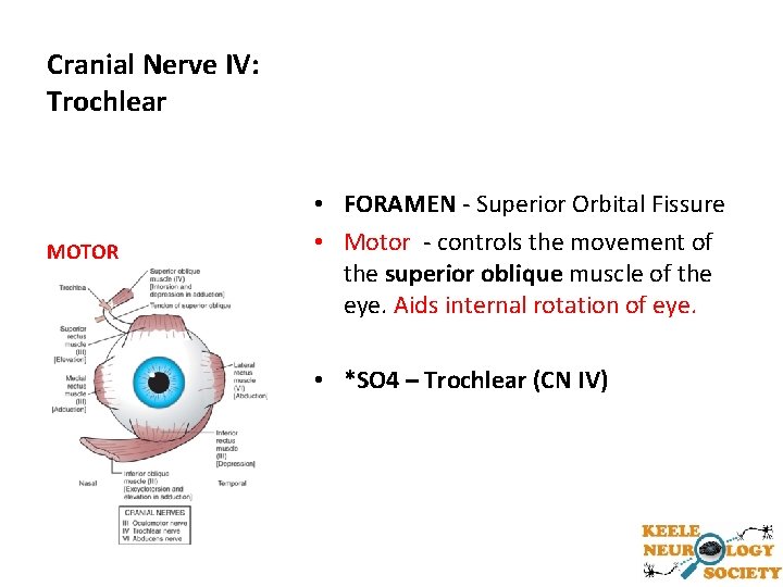 Cranial Nerve IV: Trochlear MOTOR • FORAMEN - Superior Orbital Fissure • Motor -