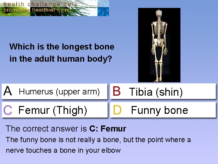 Which is the longest bone in the adult human body? Humerus (upper arm) Tibia