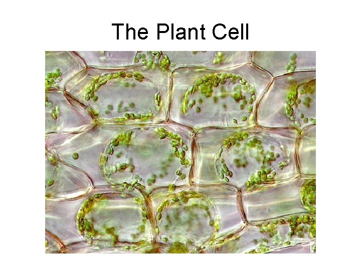 The Plant Cell 