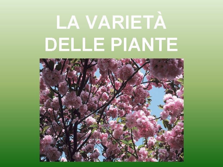 LA VARIETÀ DELLE PIANTE 