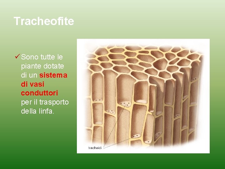 Tracheofite Sono tutte le piante dotate di un sistema di vasi conduttori per il