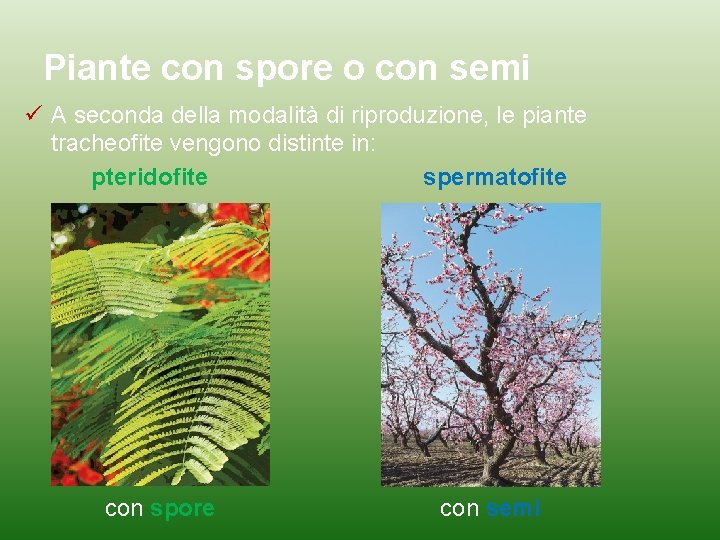 Piante con spore o con semi A seconda della modalità di riproduzione, le piante