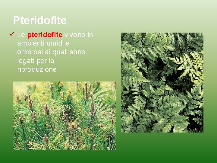 Pteridofite Le pteridofite vivono in ambienti umidi e ombrosi ai quali sono legati per