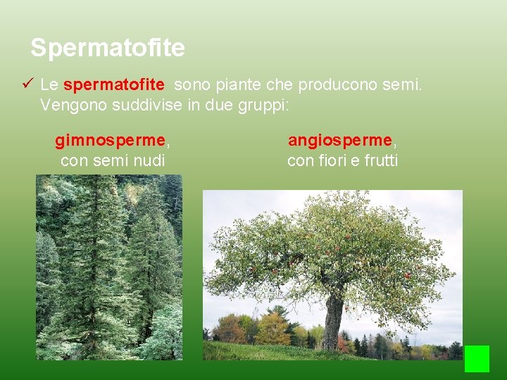 Spermatofite Le spermatofite sono piante che producono semi. Vengono suddivise in due gruppi: gimnosperme,