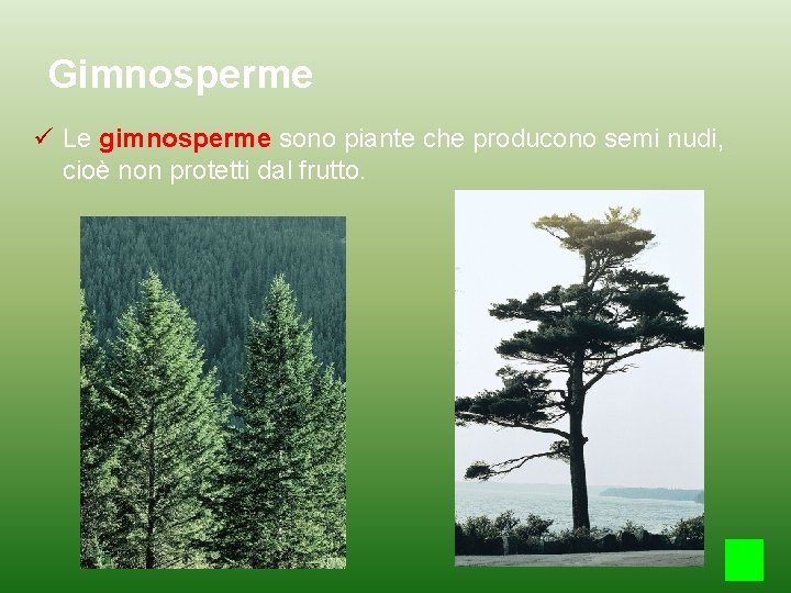 Gimnosperme Le gimnosperme sono piante che producono semi nudi, cioè non protetti dal frutto.