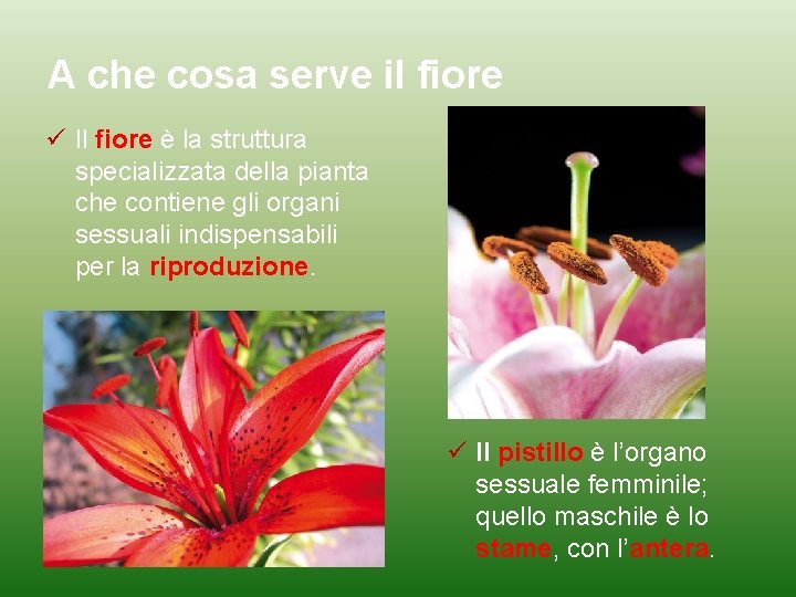 A che cosa serve il fiore Il fiore è la struttura specializzata della pianta