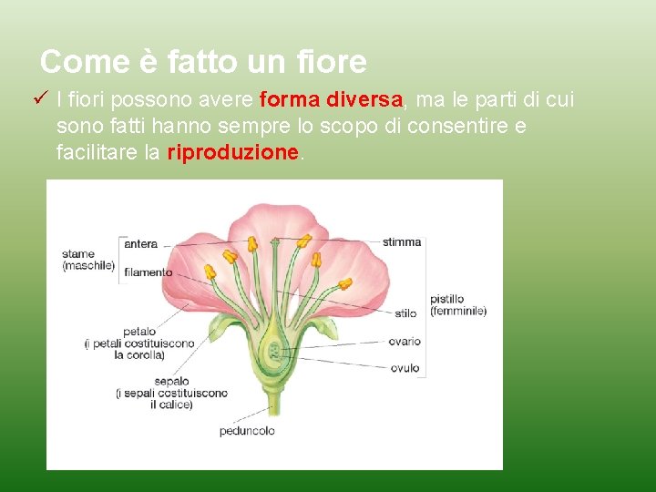 Come è fatto un fiore I fiori possono avere forma diversa, ma le parti