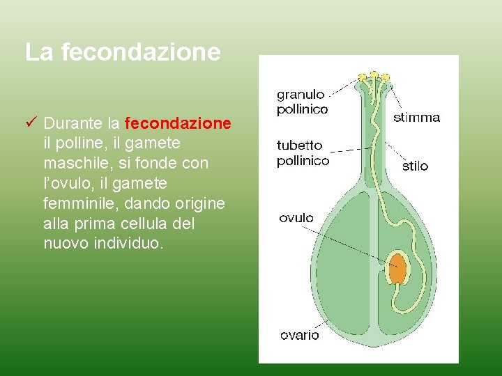 La fecondazione Durante la fecondazione il polline, il gamete maschile, si fonde con l’ovulo,