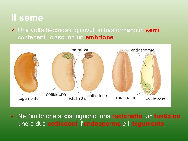 Il seme Una volta fecondati, gli ovuli si trasformano in semi, contenenti ciascuno un