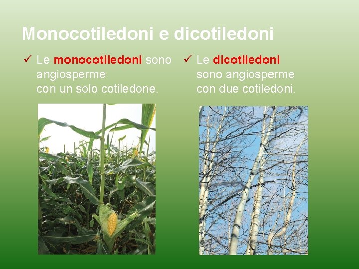 Monocotiledoni e dicotiledoni Le monocotiledoni sono Le dicotiledoni angiosperme sono angiosperme con un solo