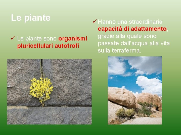 Le piante Hanno una straordinaria capacità di adattamento, grazie alla quale sono Le piante