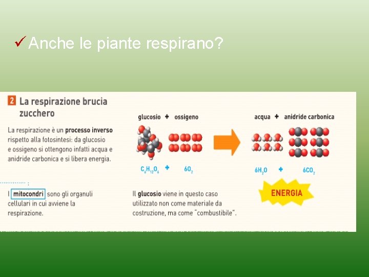  Anche le piante respirano? 