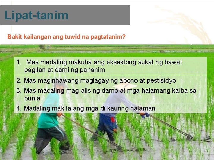 Lipat-tanim Bakit kailangan ang tuwid na pagtatanim? 1. Mas madaling makuha ang eksaktong sukat