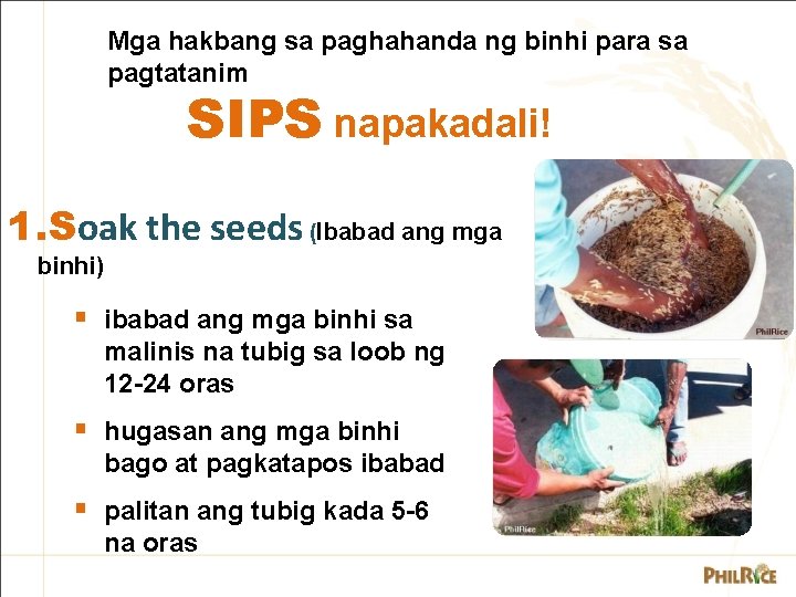 Mga hakbang sa paghahanda ng binhi para sa pagtatanim SIPS napakadali! 1. Soak the