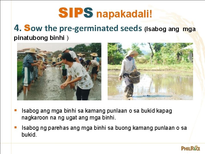 SIPS napakadali! 4. Sow the pre-germinated seeds (Isabog ang mga pinatubong binhi ) §