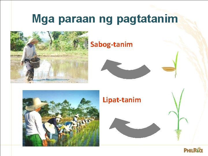 Mga paraan ng pagtatanim Sabog-tanim Lipat-tanim 