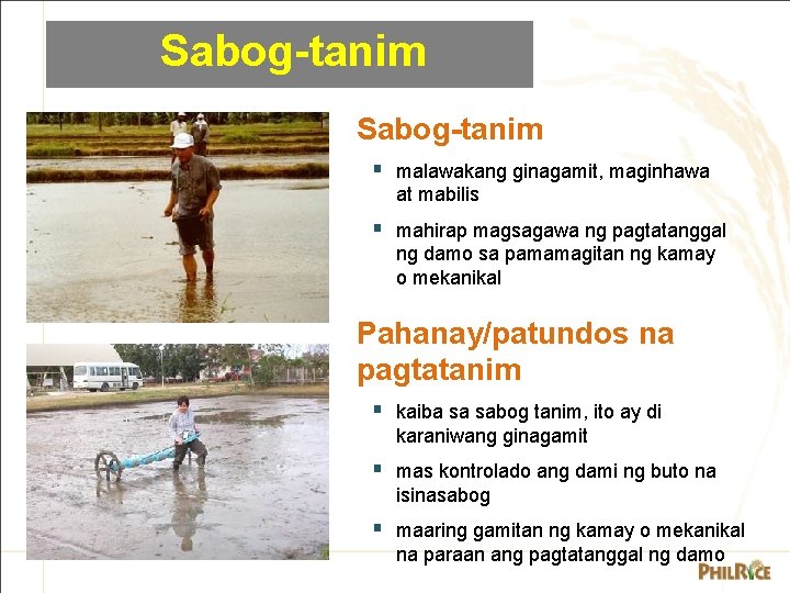 Sabog-tanim § malawakang ginagamit, maginhawa at mabilis § mahirap magsagawa ng pagtatanggal ng damo