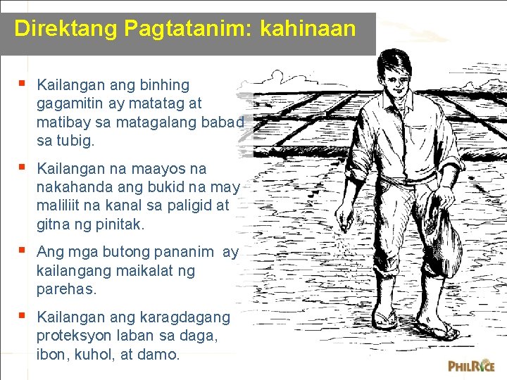 Direktang Pagtatanim: kahinaan § Kailangan ang binhing gagamitin ay matatag at matibay sa matagalang