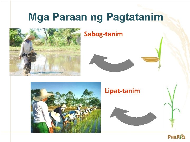 Mga Paraan ng Pagtatanim Sabog-tanim Lipat-tanim 