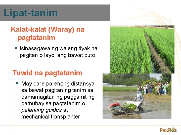 Lipat-tanim Kalat-kalat (Waray) na pagtatanim § isinasagawa ng walang tiyak na pagitan o layo