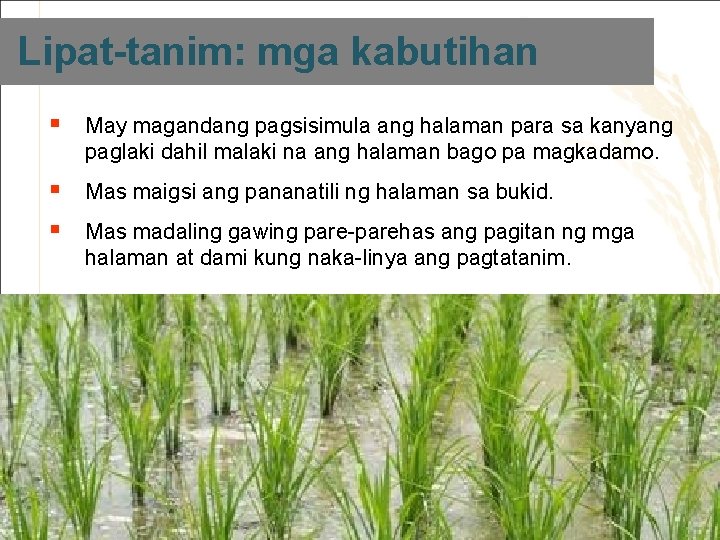 Lipat-tanim: mga kabutihan § May magandang pagsisimula ang halaman para sa kanyang paglaki dahil