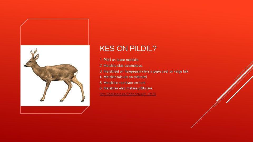 KES ON PILDIL? 1. Pildil on Isane metskits. 2. Metskits elab salumetsas. 3. Metskitsel