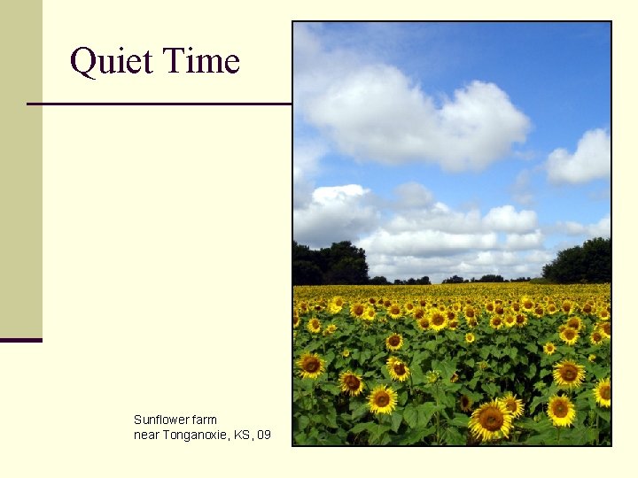Quiet Time Sunflower farm near Tonganoxie, KS, 09 Quiet Time Sunflower farm near Tonganoxie, KS, 09
