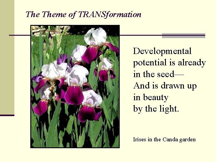The Theme of TRANSformation Developmental potential is already in the seed— And is drawn The Theme of TRANSformation Developmental potential is already in the seed— And is drawn