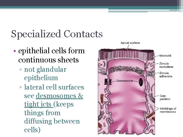 Specialized Contacts • epithelial cells form continuous sheets ▫ not glandular epithelium ▫ lateral