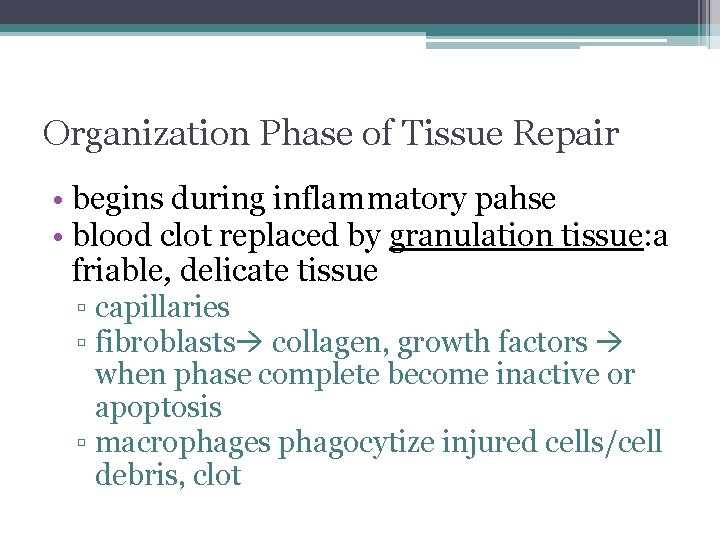 Organization Phase of Tissue Repair • begins during inflammatory pahse • blood clot replaced