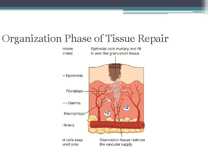 Organization Phase of Tissue Repair 